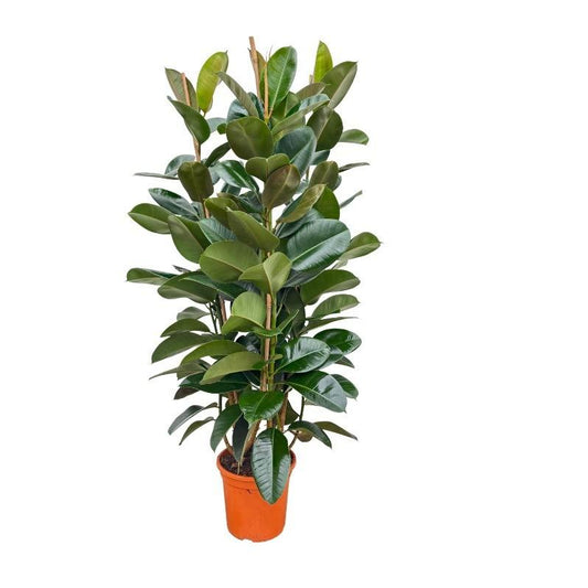 Ficus elastica Robusta Große Gummibaum Zimmerpflanze mit glänzenden dunkelgrünen Blättern für Wohnzimmer & Büro Ø27cm