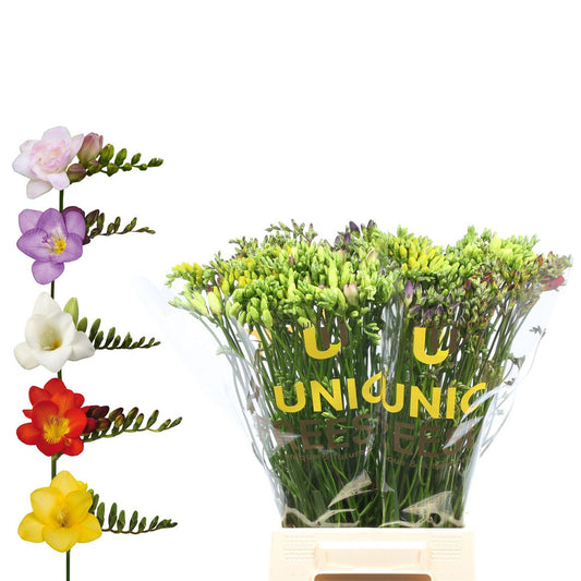 Freesien gemischt 50Stiele – 5Bund à 10Stiele – bunte Schnittblumen für Vase & Strauß – ideal für Hochzeit, Event, Tischdeko & Geschenk – frische Floristikblumen 
