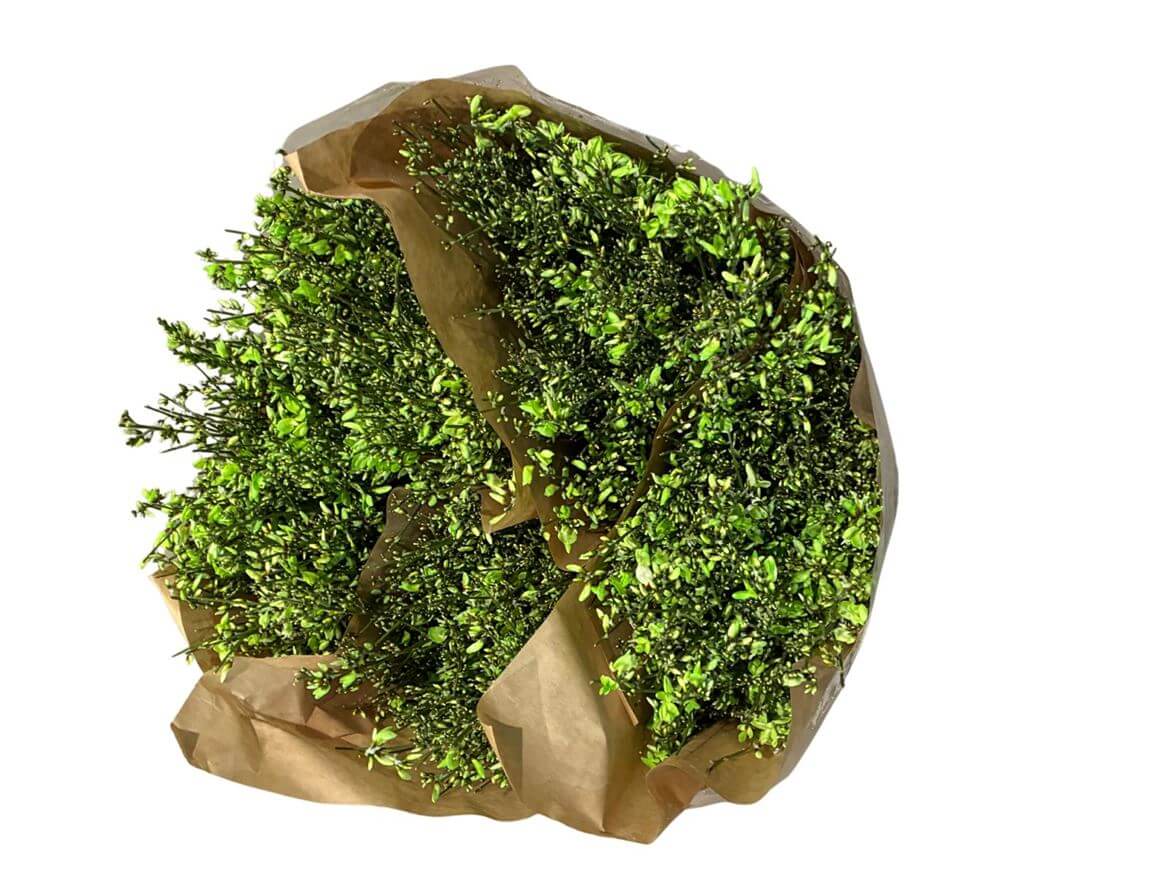 Ginster Grün – Schnittginster Dekogrün - 70cm Stiellänge - 25 Stiele Bundware für Floristik & Dekoration 