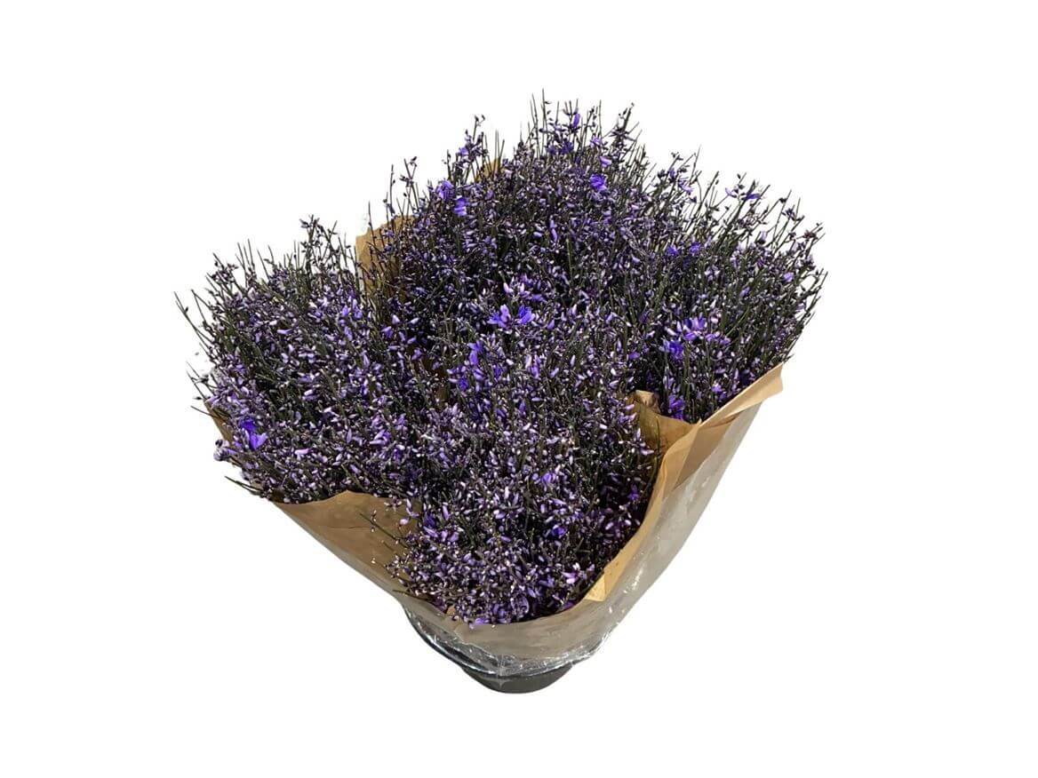 Ginster Milka – Gefärbter Schnittginster - 70cm Stiellänge - 25 Stiele Bundware für Floristik & Dekoration 