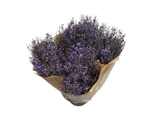 Ginster Milka – Gefärbter Schnittginster - 70cm Stiellänge - 25 Stiele Bundware für Floristik & Dekoration 