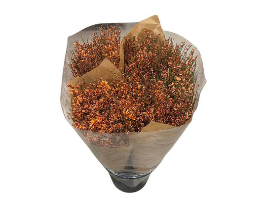 Ginster Orange – Gefärbter Schnittginster - 70cm Stiellänge - 25 Stiele Bundware für Floristik & Dekoration 