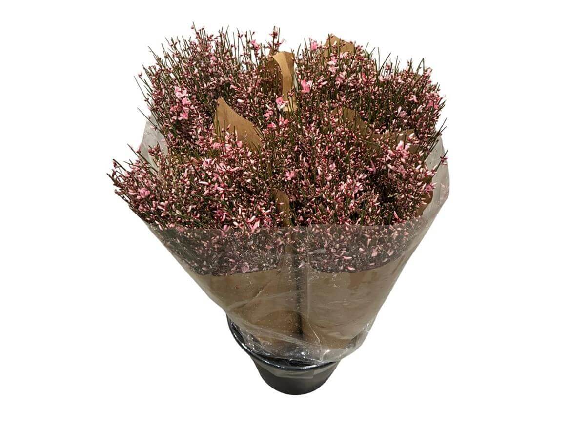 Ginster Rosa – Gefärbter Schnittginster - 70cm Stiellänge - 25 Stiele Bundware für Floristik & Dekoration 