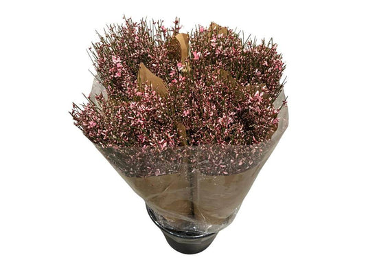 Ginster Rosa – Gefärbter Schnittginster - 70cm Stiellänge - 25 Stiele Bundware für Floristik & Dekoration 