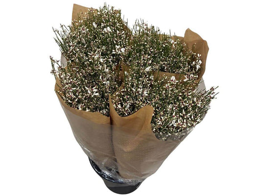 Ginster Weiss – Gefärbter Schnittginster - 70cm Stiellänge - 25 Stiele Bundware für Floristik & Dekoration 