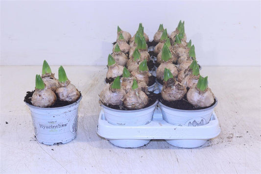 Hyazinthe White Pearl – Hyacinthus orientalis – Weiße Hyazinthe 12cm – 3 Zwiebeln pro Topf – 10 Pflanzen 