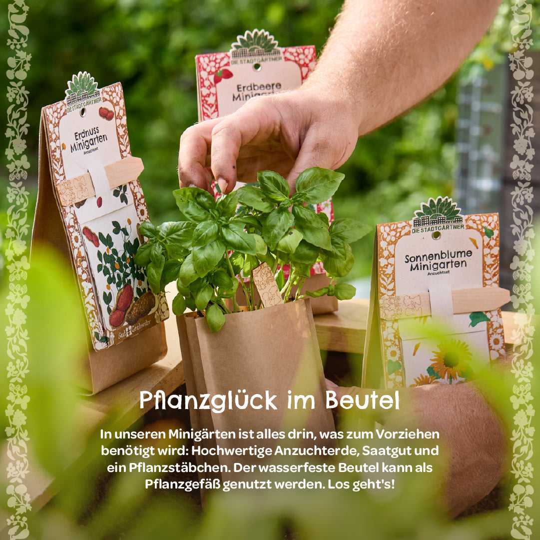 Anzuchtset Minigarten Bienenbaum 