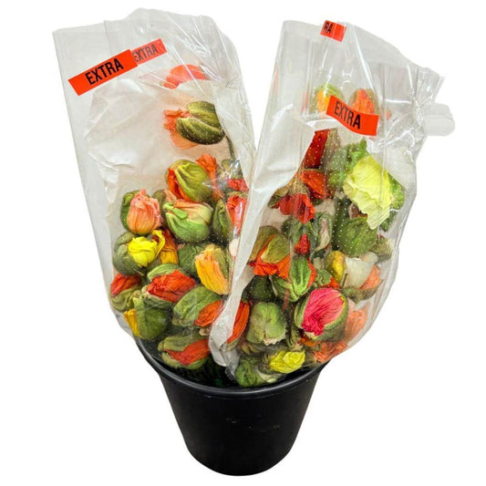 Mohn Blühend Papaver – Schnittmohn Knospenmix – 60cm Stiellänge – 150 Stiele für Floristik & Dekoration 