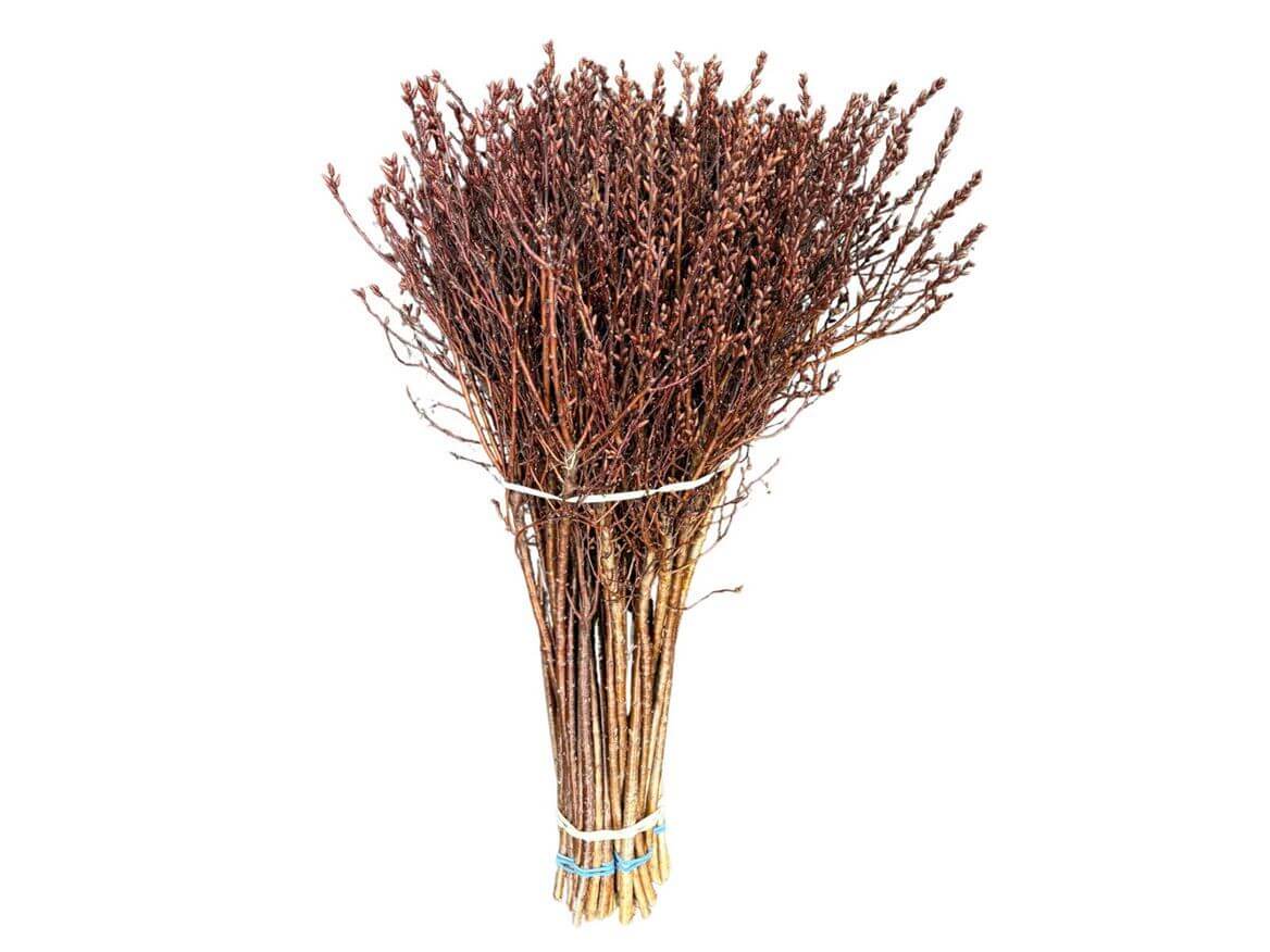 Myrica Gagel 55cm – Schnittgrün Bund mit 50 Stielen – Naturzweige für Floristik Dekoration & Trockenarrangements 