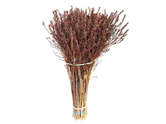Myrica Gagel 55cm – Schnittgrün Bund mit 50 Stielen – Naturzweige für Floristik Dekoration & Trockenarrangements 
