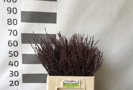 Myrica Gagel 60cm – Schnittgrün Bund mit 50 Stielen – Naturzweige für Floristik, Gestecke & Dekoration 