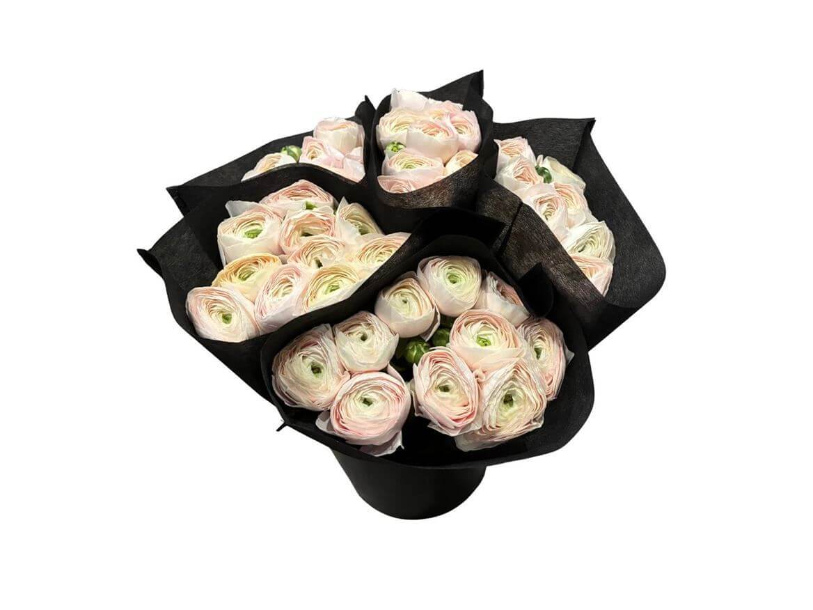Ranunculus As Clooney Hanoi – Premium Ranunkeln Schnittblumen - A1 Qualität - 40cm Stiellänge - 20 Stiele Bundware für Floristik & Eventdeko 