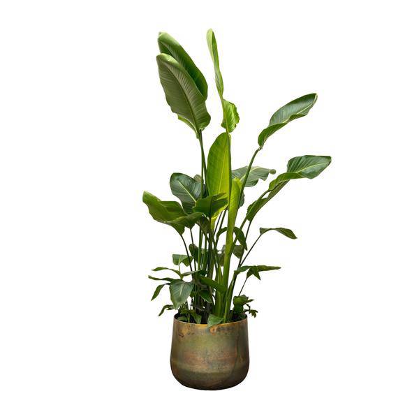 Strelitzia Nicolai – Baumstrelitzie – Zimmerpflanze 250cm – Ø40cm – Weißer Paradiesvogel mit großen grünen Blättern – Exotische tropische Kübelpflanze – Für helle Innenräume & geschützte Außenbereiche 