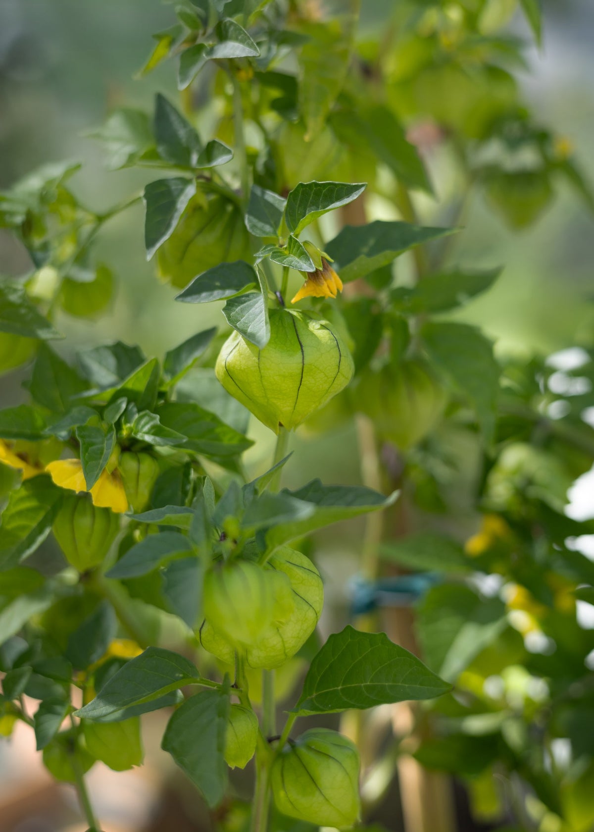 Tomatillo Physalis Samen – Physalis philadelphica ixocarpa – 10 Samen für mexikanische Tomatillo Pflanzen – Für Garten, Hochbeet & Gewächshaus - Oasis of Life