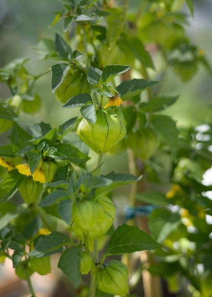 Tomatillo Physalis Samen – Physalis philadelphica ixocarpa – 10 Samen für mexikanische Tomatillo Pflanzen – Für Garten, Hochbeet & Gewächshaus - Oasis of Life