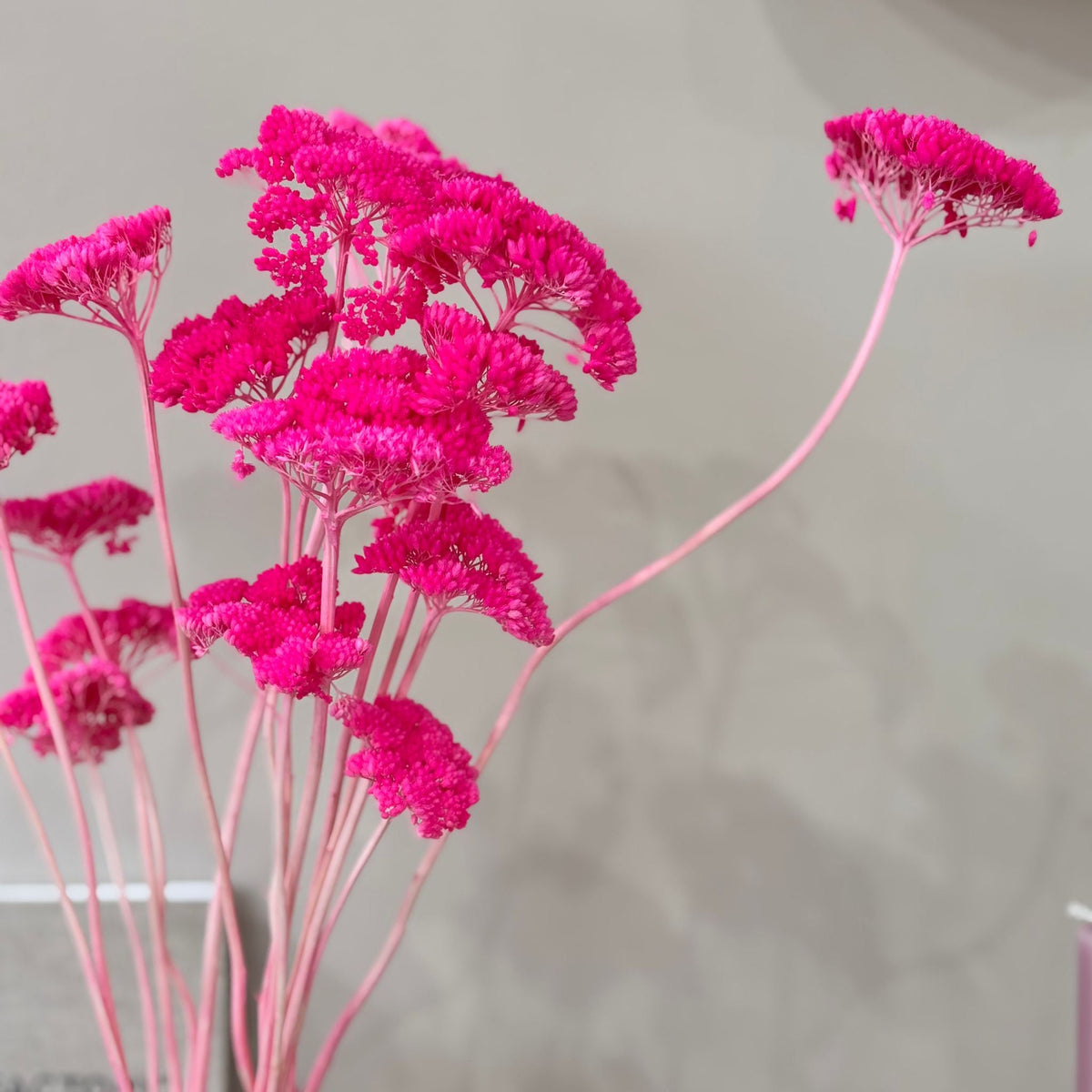 Schafgarbe getrocknet | Achillea 