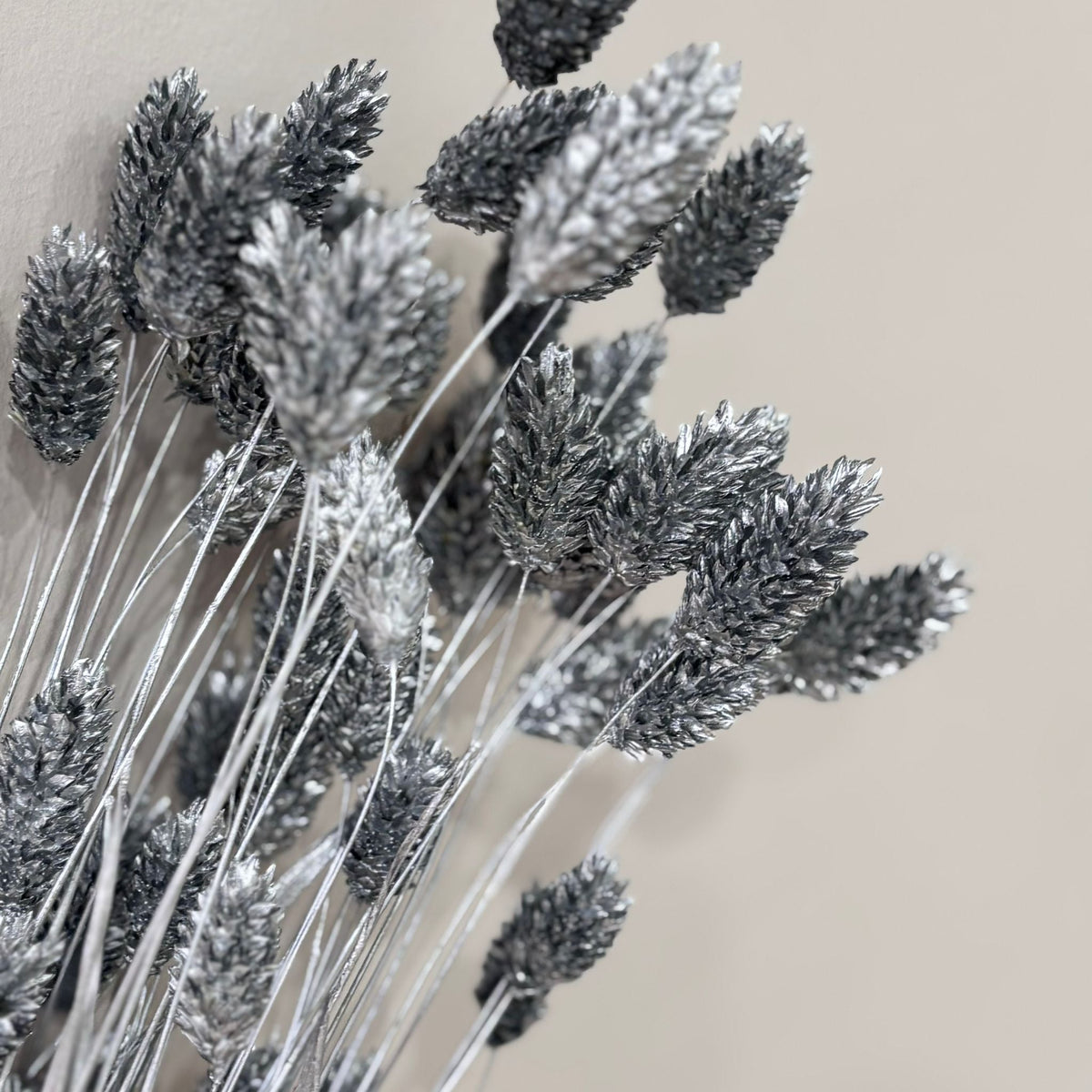 Phalaris I Kanariengras: Vielseitiger Allrounder für Deine Trockenblumen-Dekoration 