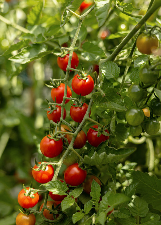 Wildtomate Tomatensamen – Historische Ursorte Solanum pimpinellifolium – 10 Samen für Garten Gewächshaus & Balkon – Sehr aromatische Mini Tomaten - Oasis of Life