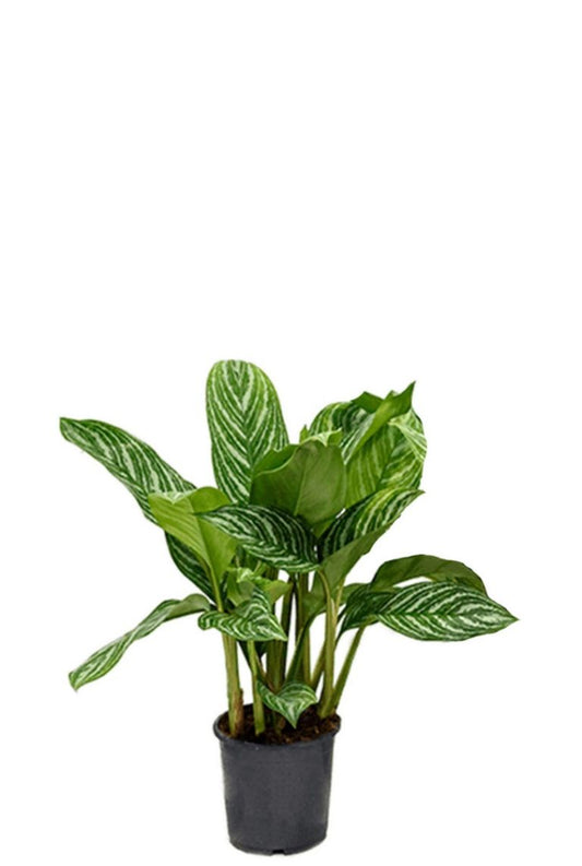 Aglaonema Stripes – 60cm – ø17cm – Pflegeleichte Zimmerpflanze mit dekorativer Blattzeichnung – Luftreinigende Grünpflanze für Wohn- & Arbeitsräume – Ideal für halbschattige Standorte 