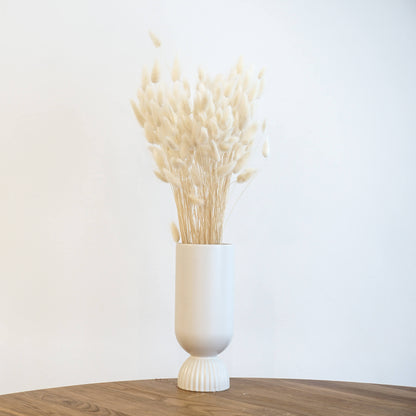 Lagurus | Samtgras | Hasenschwanz 60cm 