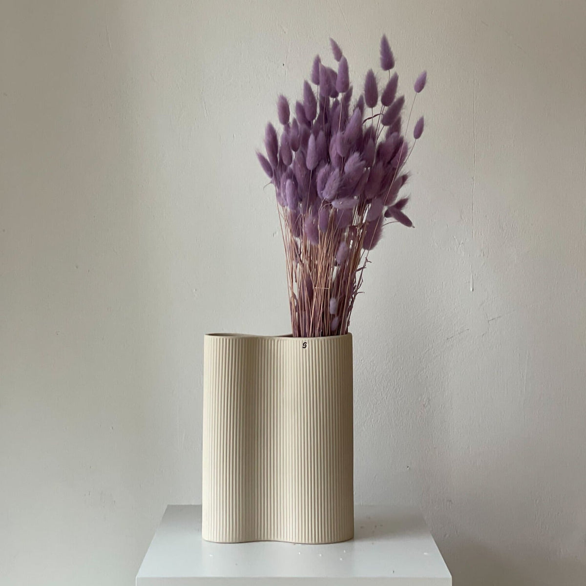 Lagurus | Samtgras | Hasenschwanz 60cm 