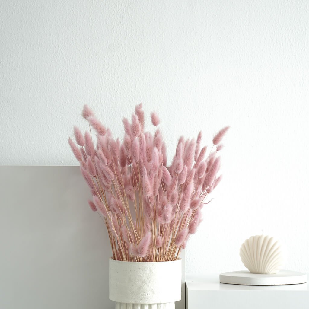 Lagurus | Samtgras | Hasenschwanz 60cm 