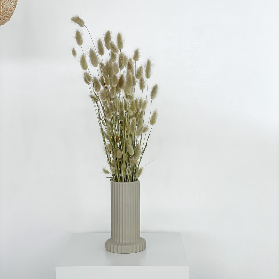 Lagurus | Samtgras | Hasenschwanz 60cm 