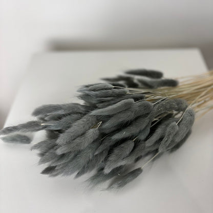 Lagurus | Samtgras | Hasenschwanz 60cm 