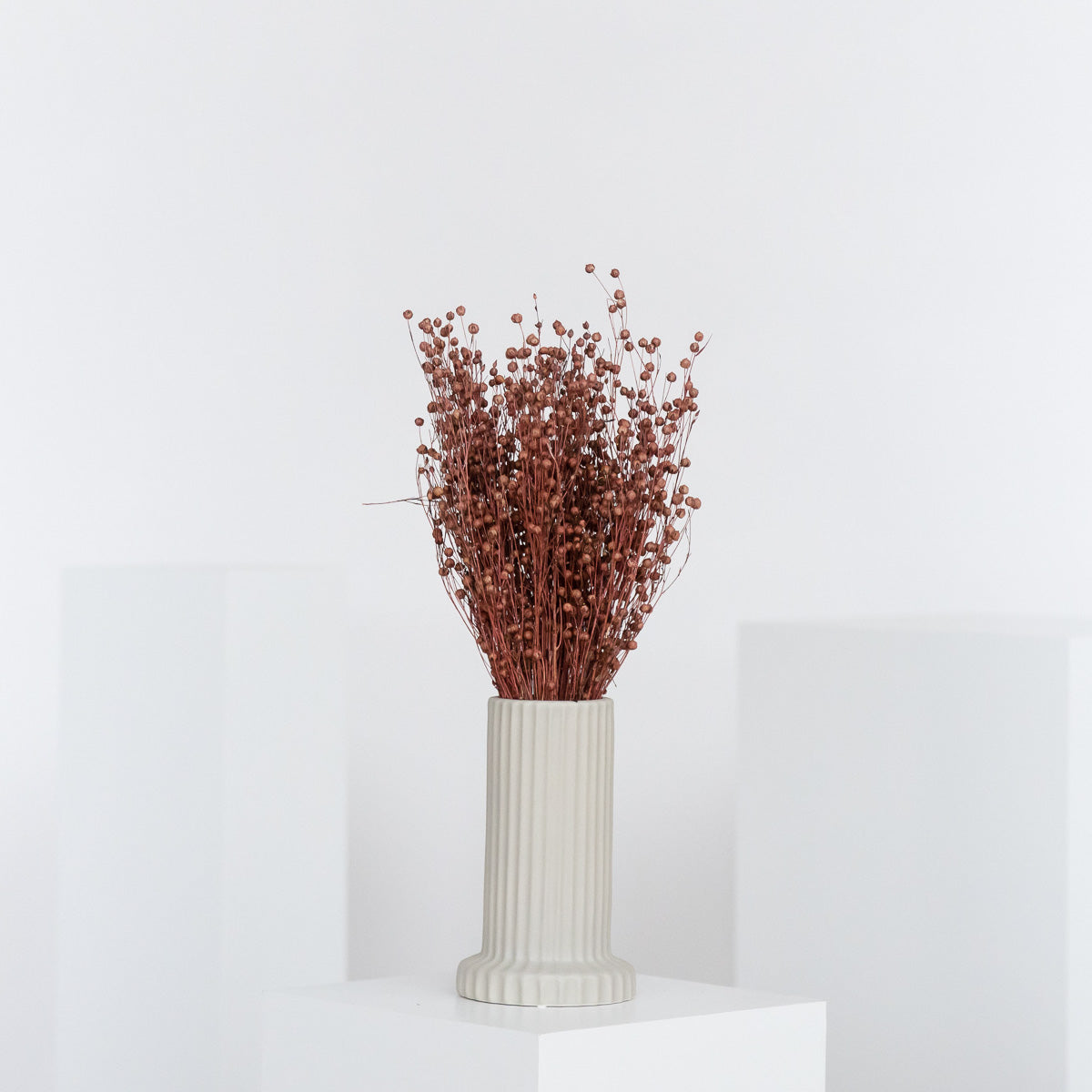 Flachs | Linum 