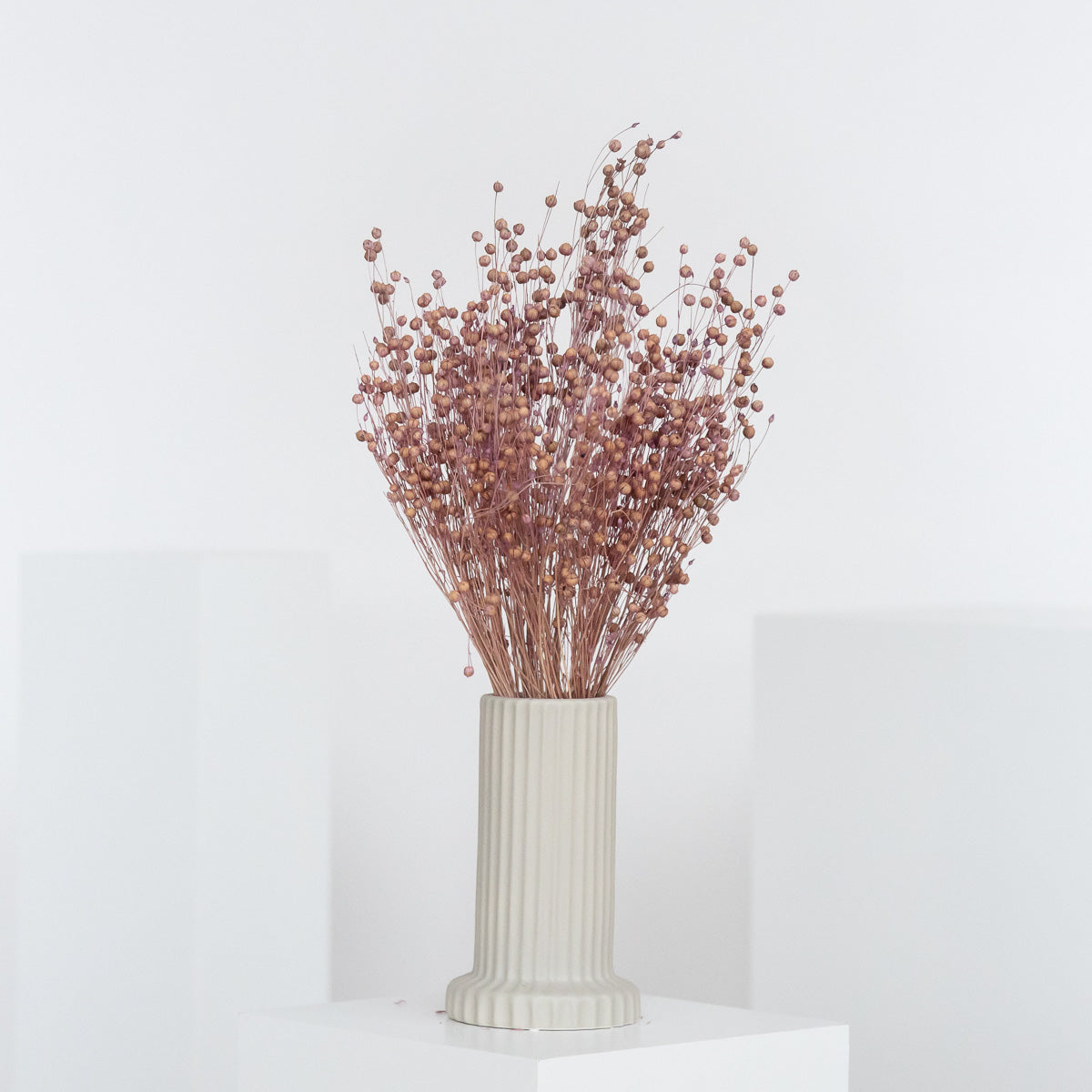 Flachs | Linum 