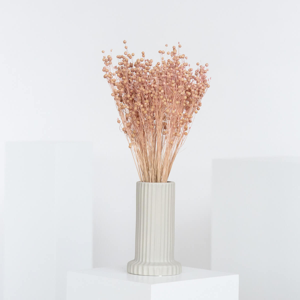 Flachs | Linum 