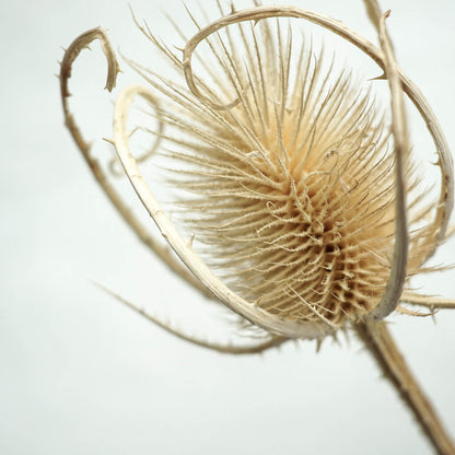 Getrocknete Distel - Cardi 