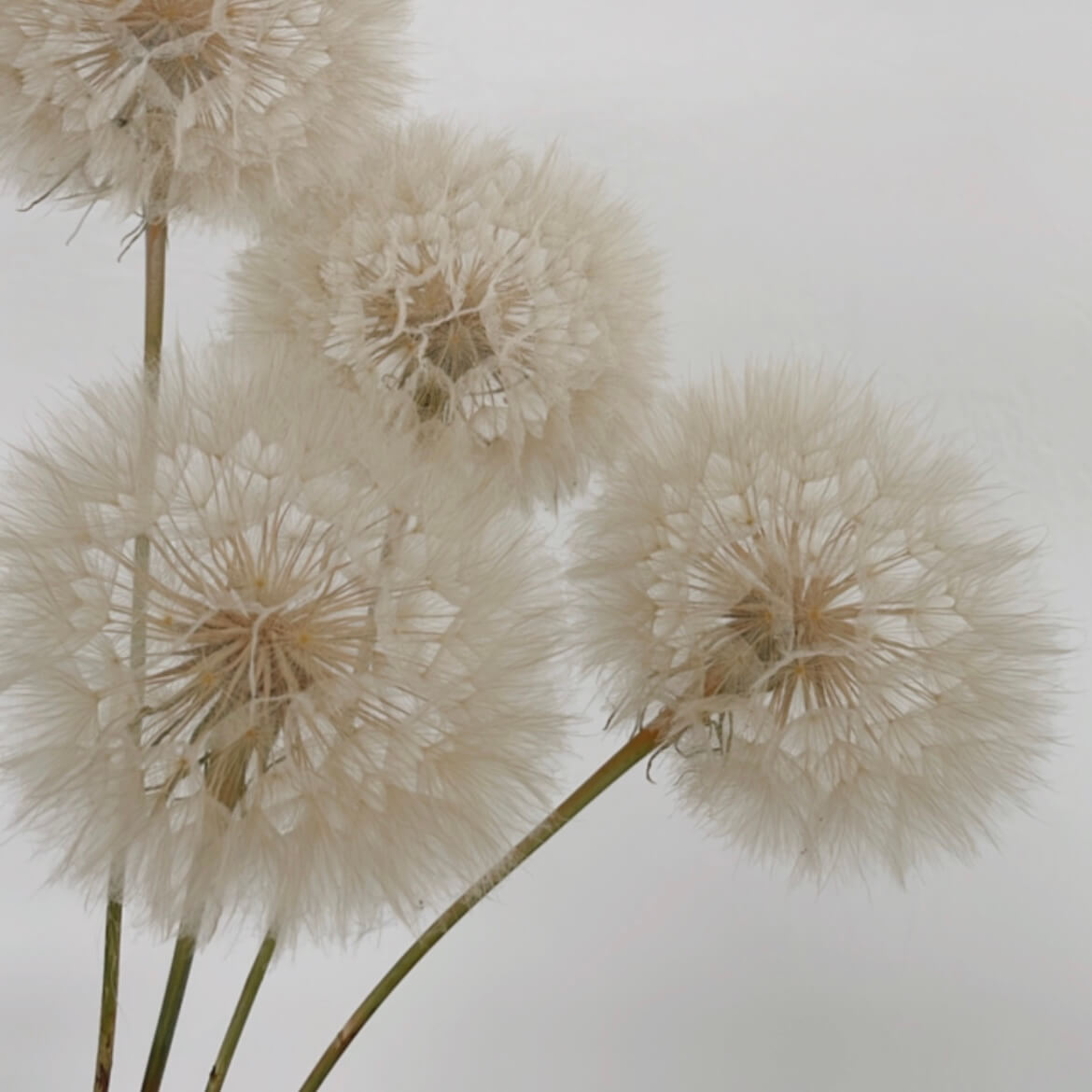 Pusteblume getrocknet einzeln 