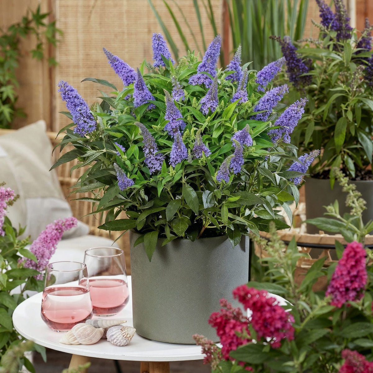 Green boutiQ - Gartenpflanze - Buddleja davidii Butterfly Candy Little Lila - Schmetterlingsstrauch - Kompakt - Lila - 1 Pflanze - Topf 12cm - Höhe 20-25cm 