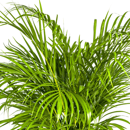 Dypsis Areca Lutescens mit Korb Ø24cm - ↕120 - 140cm 