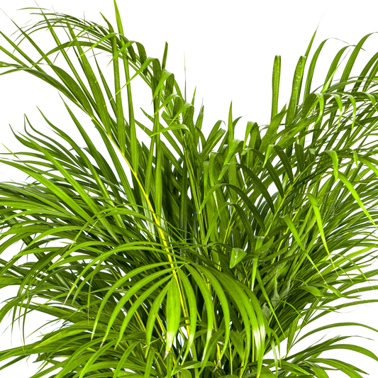 Dypsis Areca Lutescens mit Korb Ø24cm - ↕120 - 140cm 