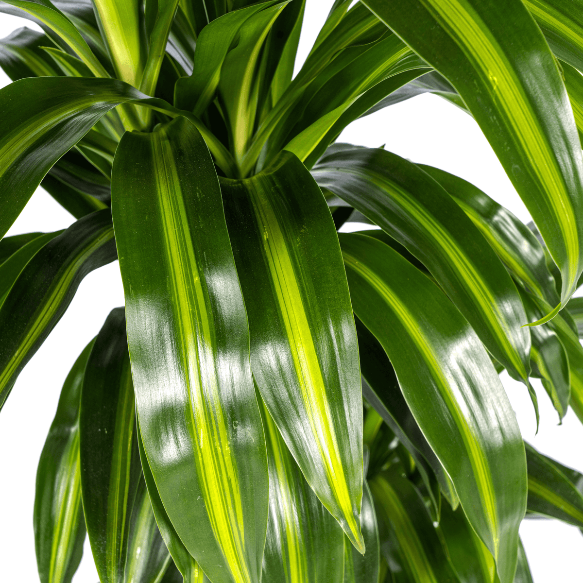 Drachenbaum - Dracaena Deremensis ‘Hawaiian Sunshine’ – Zimmerpflanze – Ø21 cm – Höhe 90–110 cm – Tropisches Flair mit gelb-grünem Laub 