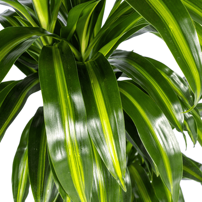 Drachenbaum - Dracaena Deremensis ‘Hawaiian Sunshine’ – Zimmerpflanze – Ø21 cm – Höhe 90–110 cm – Tropisches Flair mit gelb-grünem Laub 