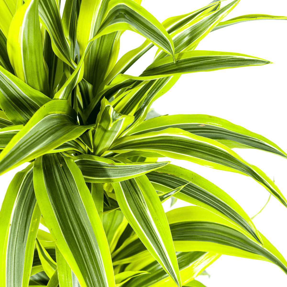 Drachenbaum Dracaena Deremensis Lemon Lime – Zimmerpflanze – Ø19cm – 70-90cm hoch – Lebendige grüne Blätter mit hellgrünem Rand – Pflegeleicht & dekorativ 