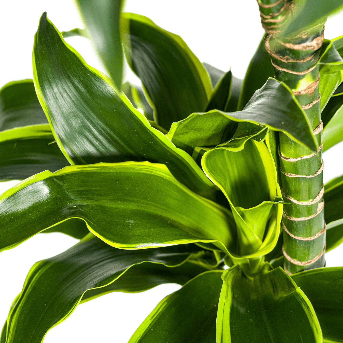 Dracaena Deremensis Dorado mit Korb Ø24cm - ↕120 - 140cm 