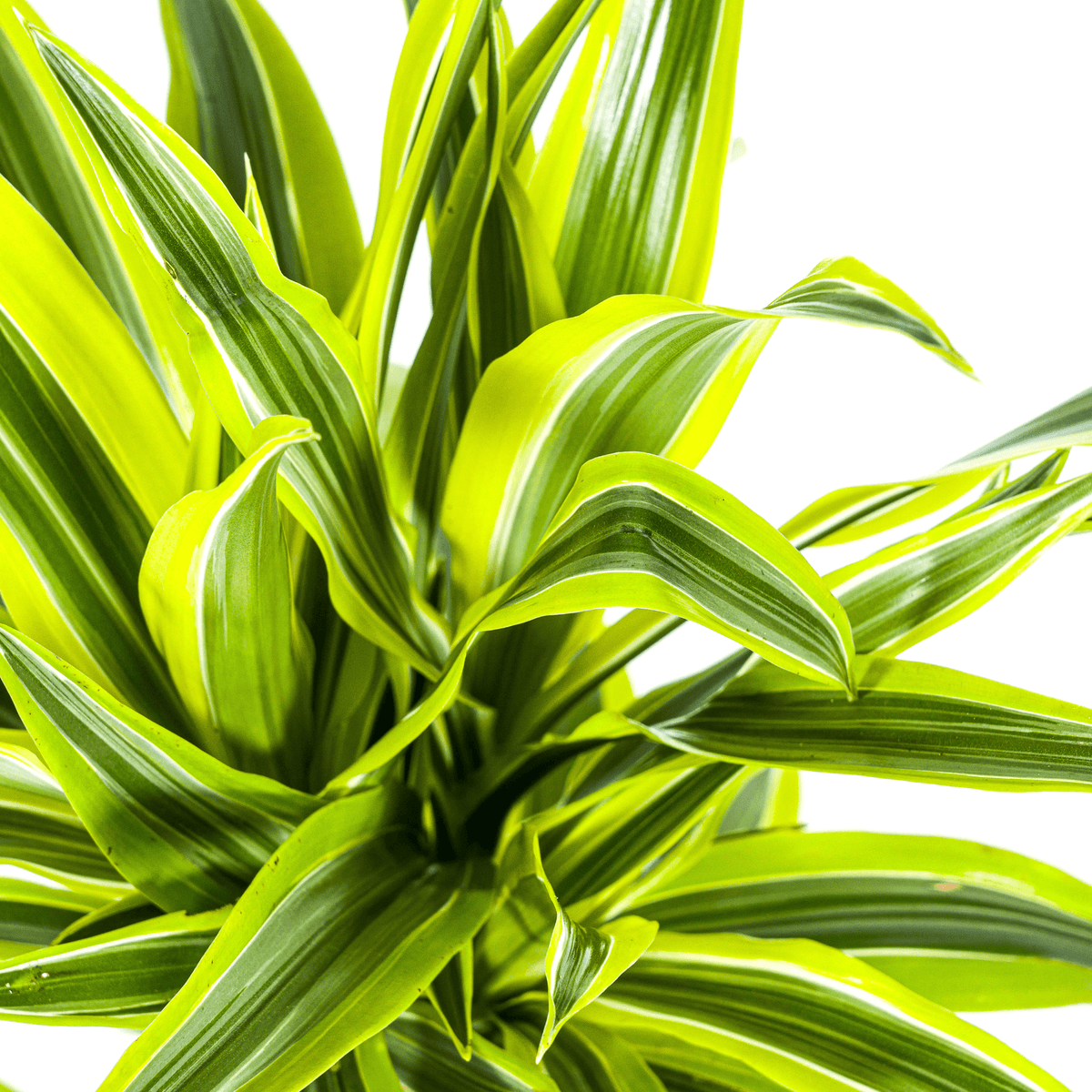 Drachenbaum Dracaena Deremensis Lemon Lime – Zimmerpflanze – Ø19cm – 70-90cm hoch – Lebendige grüne Blätter mit hellgrünem Rand – Pflegeleicht & dekorativ 