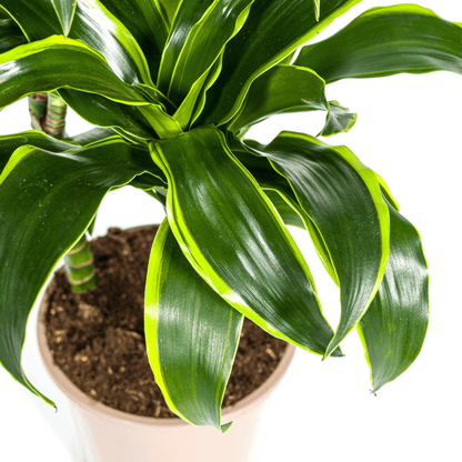 Dracaena Deremensis Dorado mit Korb Ø21cm - ↕100 - 120cm 