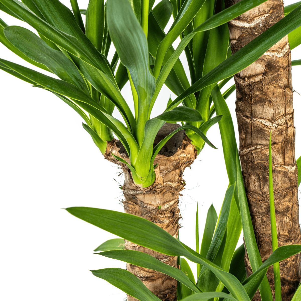 Yucca Elephantipes mit Korb Ø24cm - ↕120 - 140cm 