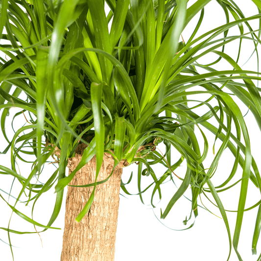 Beaucarnea Recurvata Stamm mit Korb Ø24cm - ↕80 - 100cm 