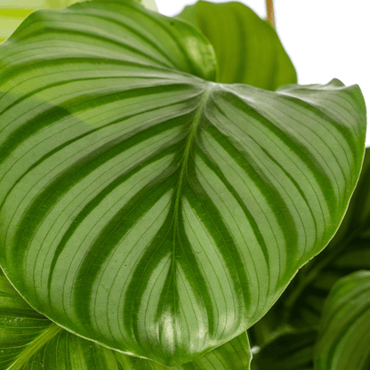 Korbmarante Calathea Orbifolia – Ø17 cm – ca. 40–50 cm hoch – Zimmerpflanze mit großen, silbrig-grünen Blättern – Für Wohnzimmer & Büro 