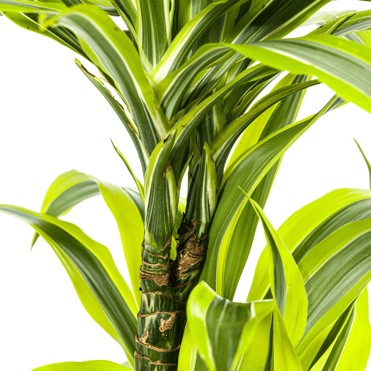 Drachenbaum Dracaena Deremensis Lemon Lime – Zimmerpflanze – Ø19cm – 70-90cm hoch – Lebendige grüne Blätter mit hellgrünem Rand – Pflegeleicht & dekorativ 