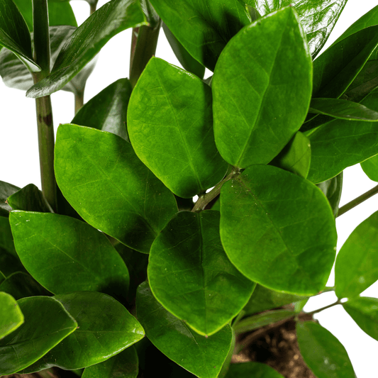 Glücksfeder – Zamioculcas Zamiifolia – Zimmerpflanze – Ø17cm – ↕40–50cm – Pflegeleicht & robust – Ideal für Büro & Wohnzimmer 