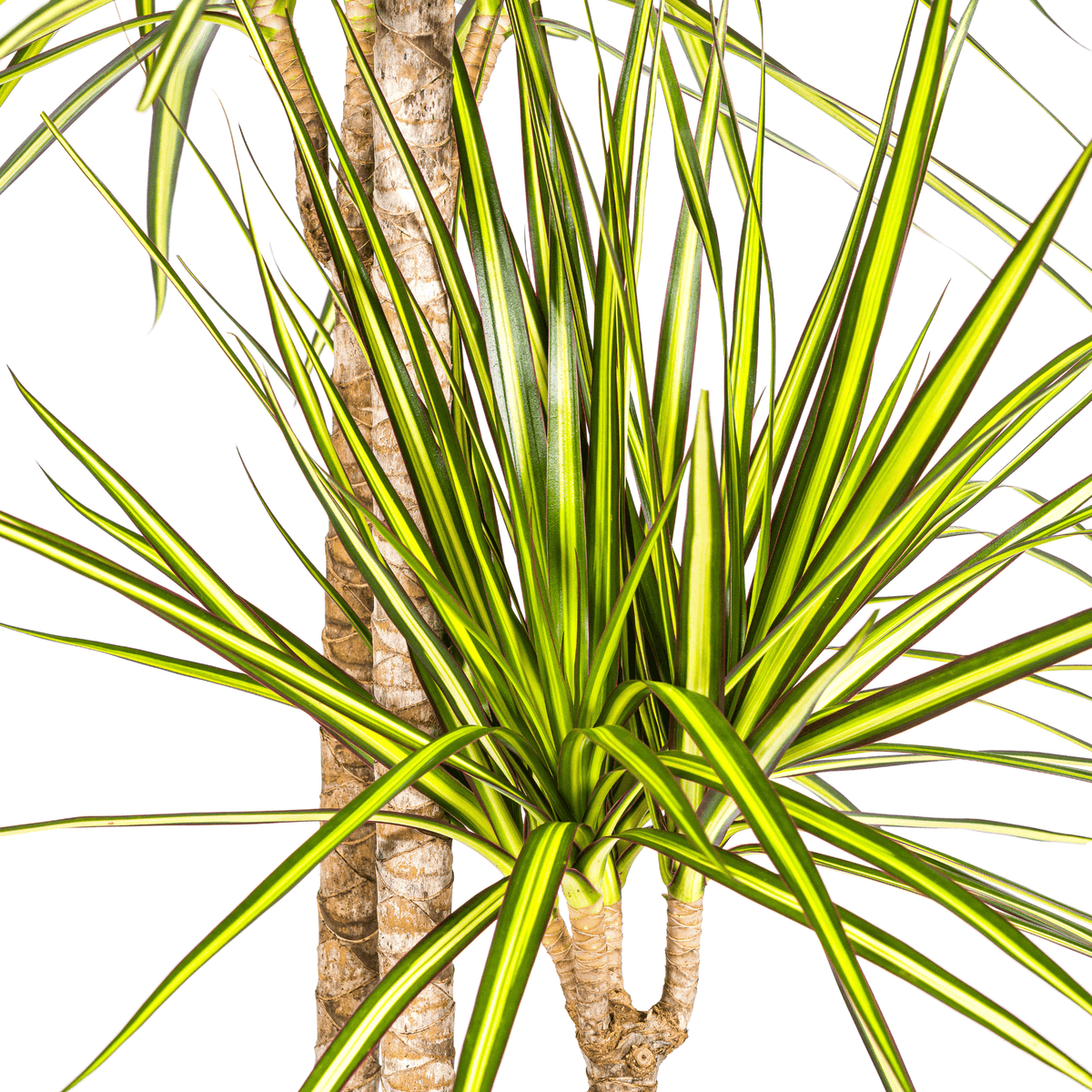 Dracaena Marginata Sunray mit Korb Ø24cm - ↕130 - 150cm 