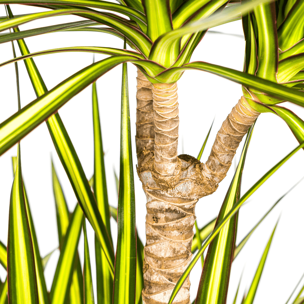 Dracaena Marginata Sunray mit Korb Ø24cm - ↕130 - 150cm 