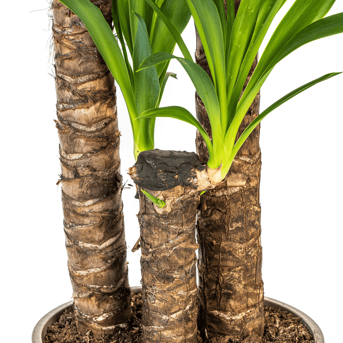 Yucca Elephantipes mit Korb Ø24cm - ↕120 - 140cm 